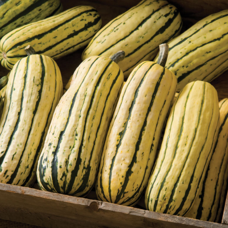 Superior sweet flavor and texture! WINTER SQUASH ACORN FESTIVAL 30 SEEDS